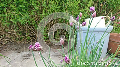 Purple chive flowers infront of garden pots Stock Photo