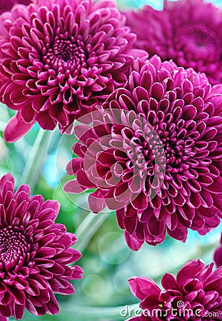 Purple chrysanthemum Stock Photo