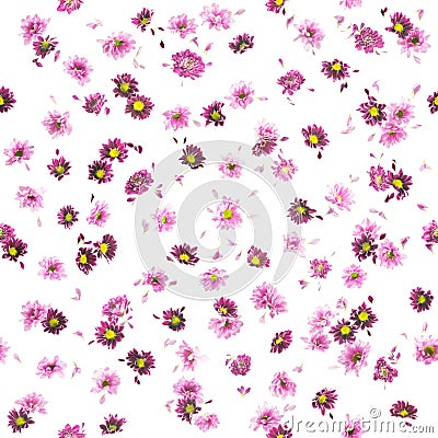 Purple Chrysanthemum and Daisy Buds Pattern Stock Photo