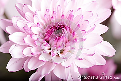 Purple chrysanthemum flower Stock Photo