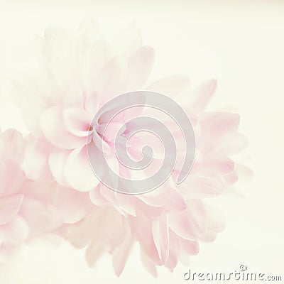 Purple chrysanthemum flower background. Stock Photo