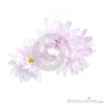 Purple chrysanthemum flower isolated Stock Photo