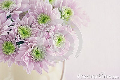 Purple chrysanthemum flowers Stock Photo