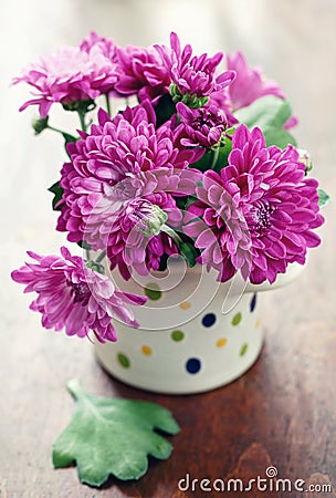 Purple chrysanthemum Stock Photo