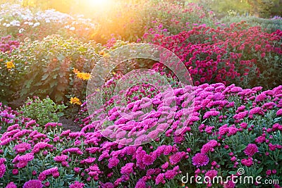 Purple chrysanthemum flowers at sunny day. Stock Photo