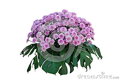 Purple Chrysanthemum flowers with tropical leaves Monstera, ornamental nature bush podium floral arrangement isolated on white Stock Photo