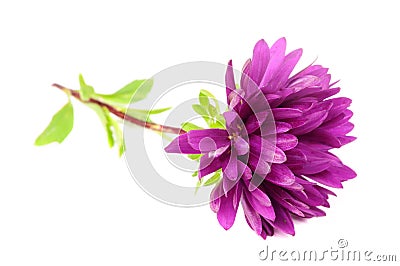 Purple Chrysanthemum (Mum) Flower Stock Photo