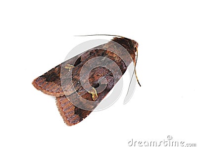 Purple clay moth Stock Photo