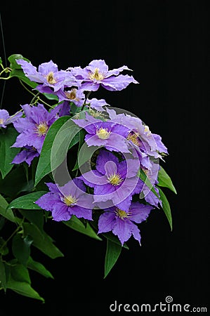 Purple Clematis Stock Photo