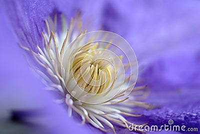 Purple clematis Stock Photo