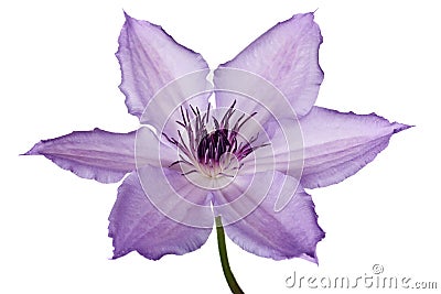 Purple clematis Stock Photo