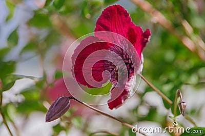 purple Clematis alpina Stock Photo