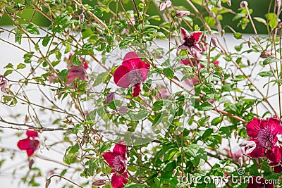 purple Clematis alpina Stock Photo