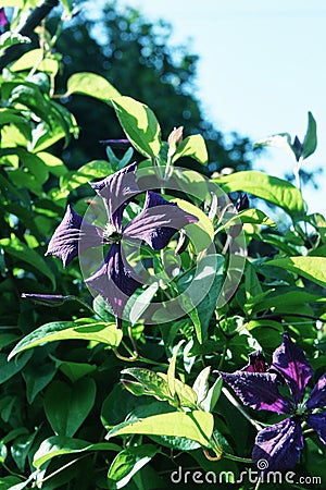 Purple clematis in the background of clear sky close up Stock Photo