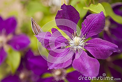 Purple clematis blossom Stock Photo