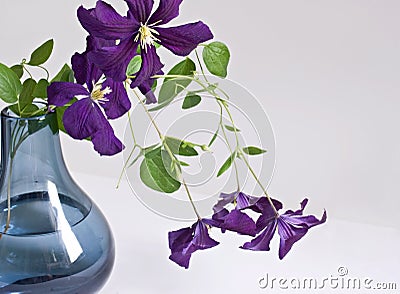 Purple Clematis Bouquet Stock Photo