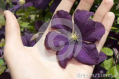 Purple Clematis Jackmanii flower Stock Photo