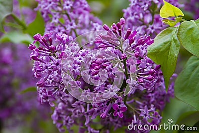 Purple cloves flower close up Stock Photo