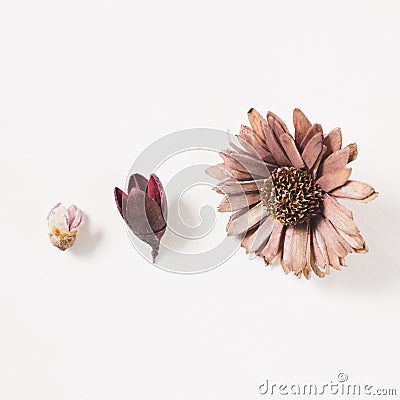 Purple dry flowers on white background Stock Photo