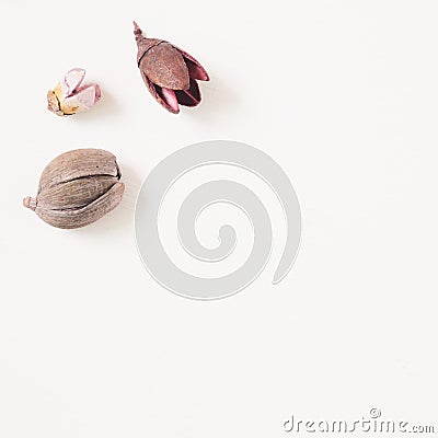 Purple dry flowers on white background Stock Photo