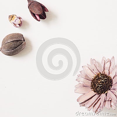 Purple dry flowers on white background Stock Photo