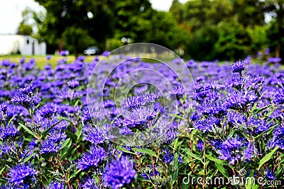 Purple color Kew Blue flowers. closeup view. soft background. Stock Photo