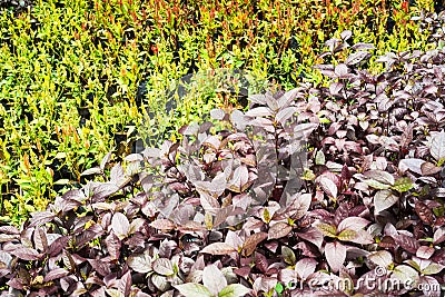 Purple color leaves bush in botany garden with different color shade in background Stock Photo