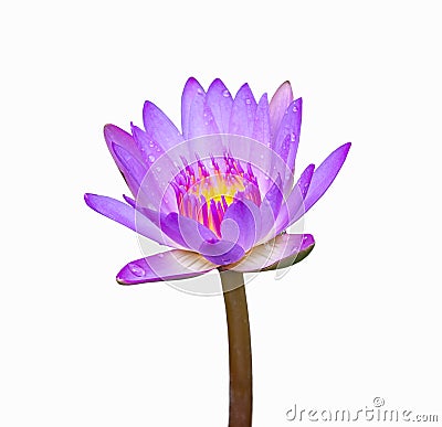 Purple color lotus Stock Photo