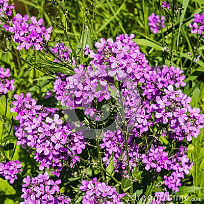Purple colored invasive species near stream Stock Photo