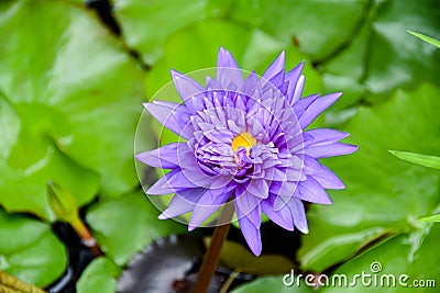 Purple colored water rose in phuket Stock Photo