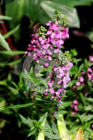 Purple colors of forget me not flower with Indoor garden Stock Photo