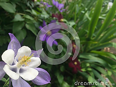 Purple Columbine Flower Close Up Stock Photo