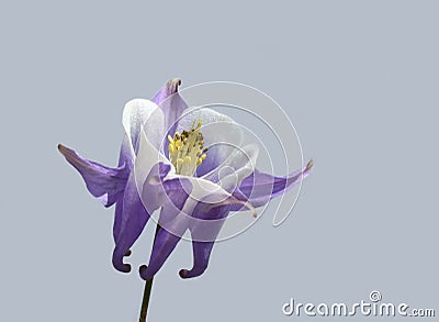 Purple columbine flower Stock Photo