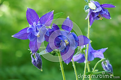 Purple columbine flowers Stock Photo