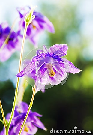 Purple Columbine - High Key Stock Photo