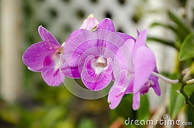 Purple compendium orchids in a bunch Stock Photo