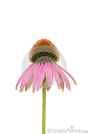 purple cone flower Stock Photo