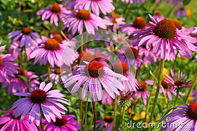 Purple coneflower, nice pink summer flower Stock Photo