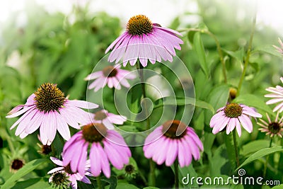 Purple Coneflowers Stock Photo