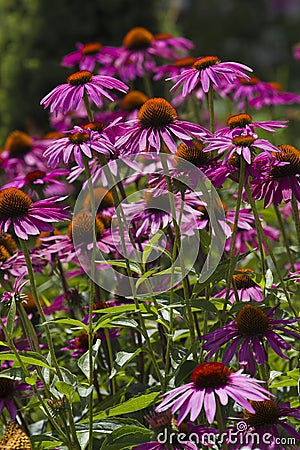 Purple Coneflowers Stock Photo