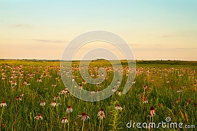 Purple Coneflowers at Wah`Kon-Tah Prairie Stock Photo