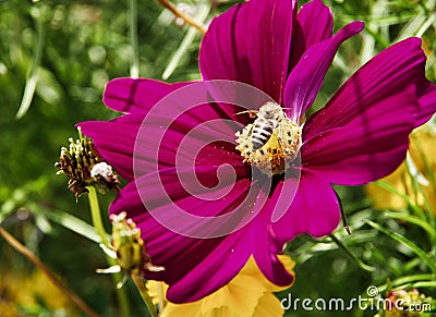 Single cosmos flower with violet petals and yellow pistil Stock Photo