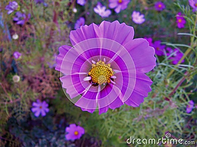 Purple Cosmo Flower with Cosmos in Background Stock Photo