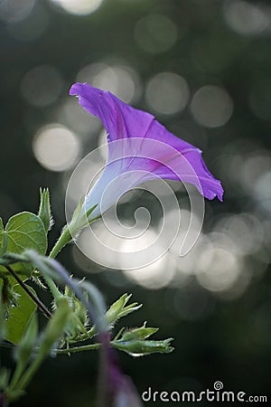 Purple Cosmo in Full Bloom in the Late Summer Stock Photo