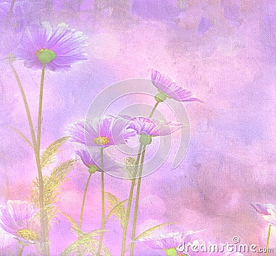 Purple Cosmos on painted background Stock Photo