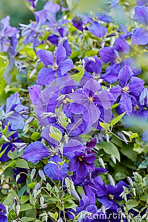 Purple Cranesbill flowers growing in a garden. Many bright geranium perennial flowering plants contrasting in a green Stock Photo