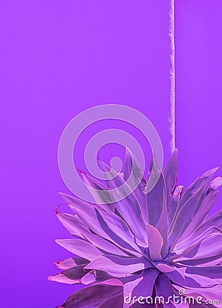 Purple creative aloe and wall background. Minimal floral botanical aesthetic. Very peri trends Stock Photo