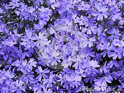Purple Creeping Phlox garden perennial Stock Photo