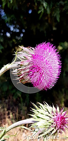 Creeping thistle flower Stock Photo