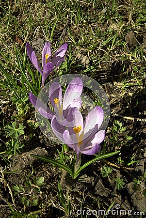 Purple crocus Stock Photo